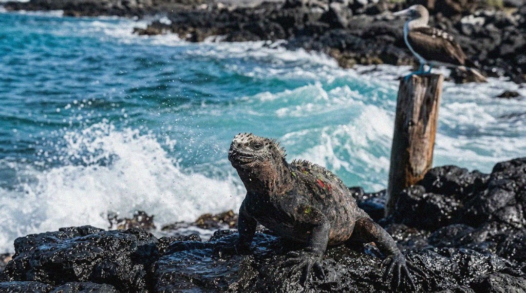 Marine iguana on black lava rock