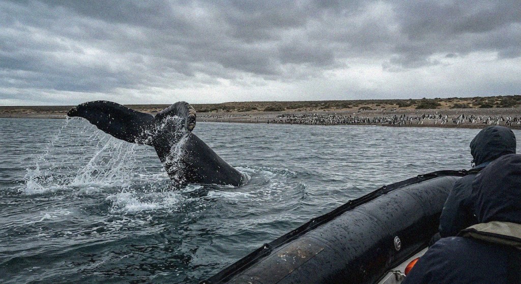 Whale fluke rising beside the boat